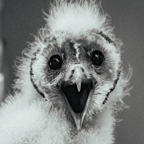 Tyto Alba - MARLENE