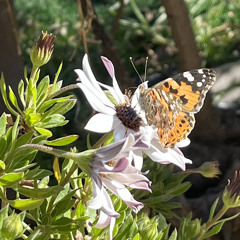 Eloise - Vanilla Tobacco (Daniel Brown Remix)