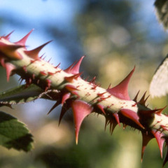 rosethorns