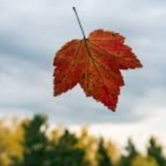 So, wie ein Blatt fällt (2022,M+T:KR,Remix:W.Eggert,Label:ZOUNDR)