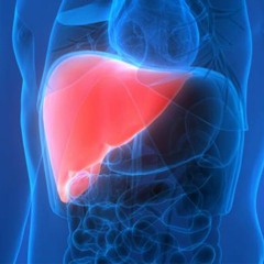 Liver Function Balance | Regulate Glucose and Fat Metabolism & Help Purify the Blood