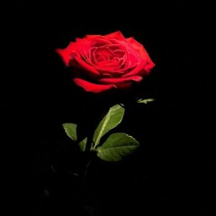 l Can't Get You Out Of My Head-Glimmer Of Blooms