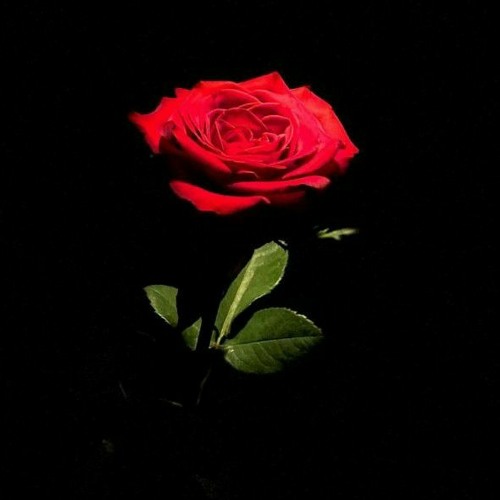 l Can't Get You Out Of My Head-Glimmer Of Blooms