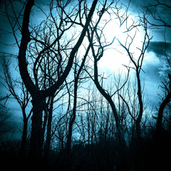 Strange Noises in the Forest