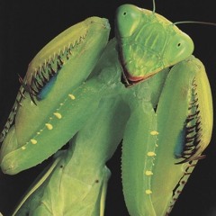 Wiederhoeft “Night Terror at the Opera” SS24