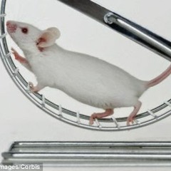Spinning Wheel