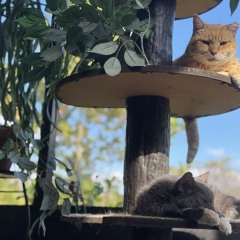 Book Two -Prelude 16 , G Minor (Johann Sebastian Bach).m4a