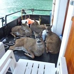 Solenne's cruise