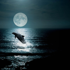 Dolphin Ride (2025)