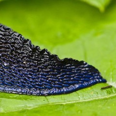 Slug Tails
