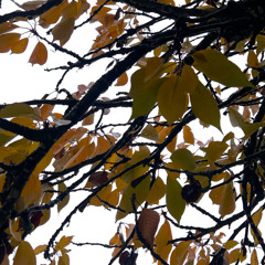 kadien cast 35 - progranic journey