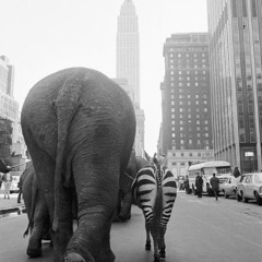 Rhythm of the Wild