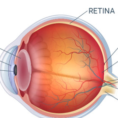 Retina UNRELEASED