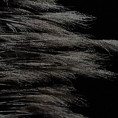 Long Trance - The Value of n