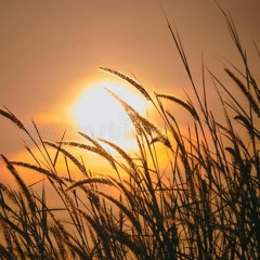 The Peace of Wild Things by Wendell Berry