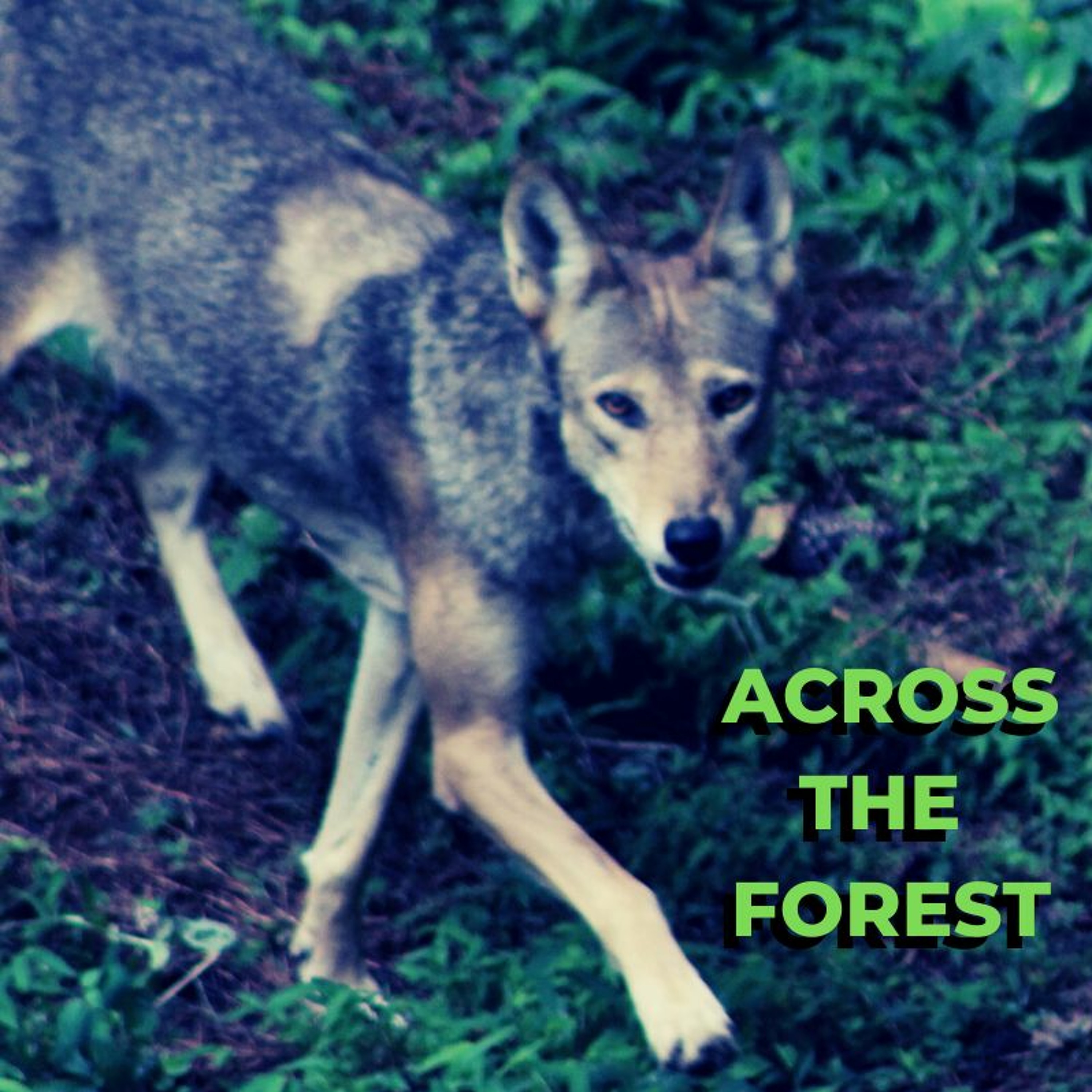 ACROSS THE FOREST episode artwork