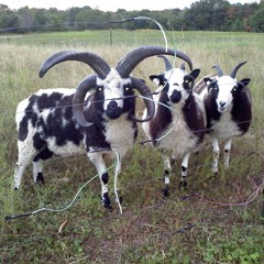 she dgaf ft 4ngel ^blastfahmi