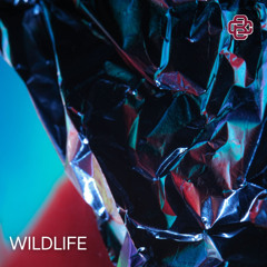 Wildlife - (Free Download)