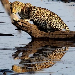Africa’s Fishing Leopards | Fishing Leopards