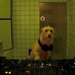 Disco