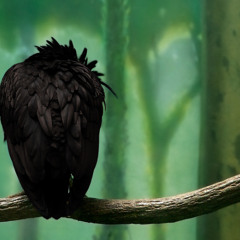 Mandem Freestyle - Deadface, Lil Veo, Camsensei