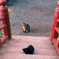 Lost stars •【歌ってみた】『First Take ver.』