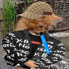 Katzenfreestyle - Anis