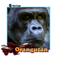 Orangutan