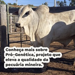 Conheça mais sobre Pró-Genética, projeto que eleva a qualidade da pecuária mineira