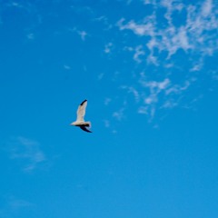 Gradiend Wind - The Wild Wind