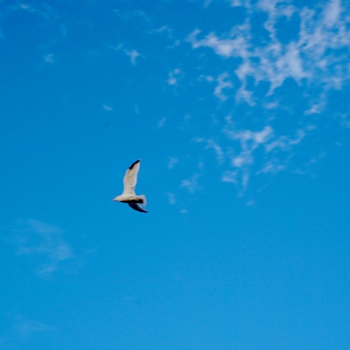 Gradiend Wind - The Wild Wind