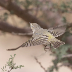 41. Balkansångaren, vårskådningen och Öland vs Skåne