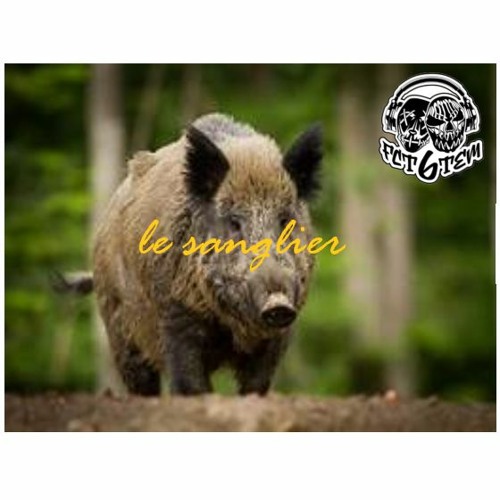 le sanglier façon FCT