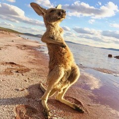 Batman Rides A Kangaroo