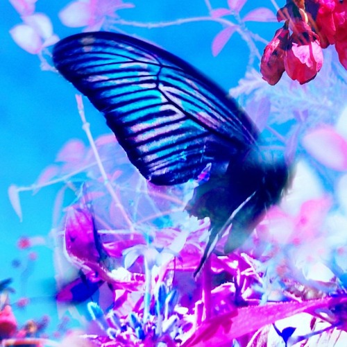 Stream butterfly .mp3 by mizuki (jirou) | Listen online for free on  SoundCloud