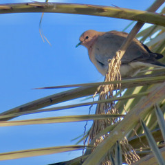 ‎⁨چه تهی شهرا که درکپا⁩.mp3