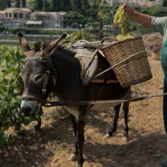 The new wine is coming