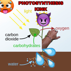 Photosynthesis Kink