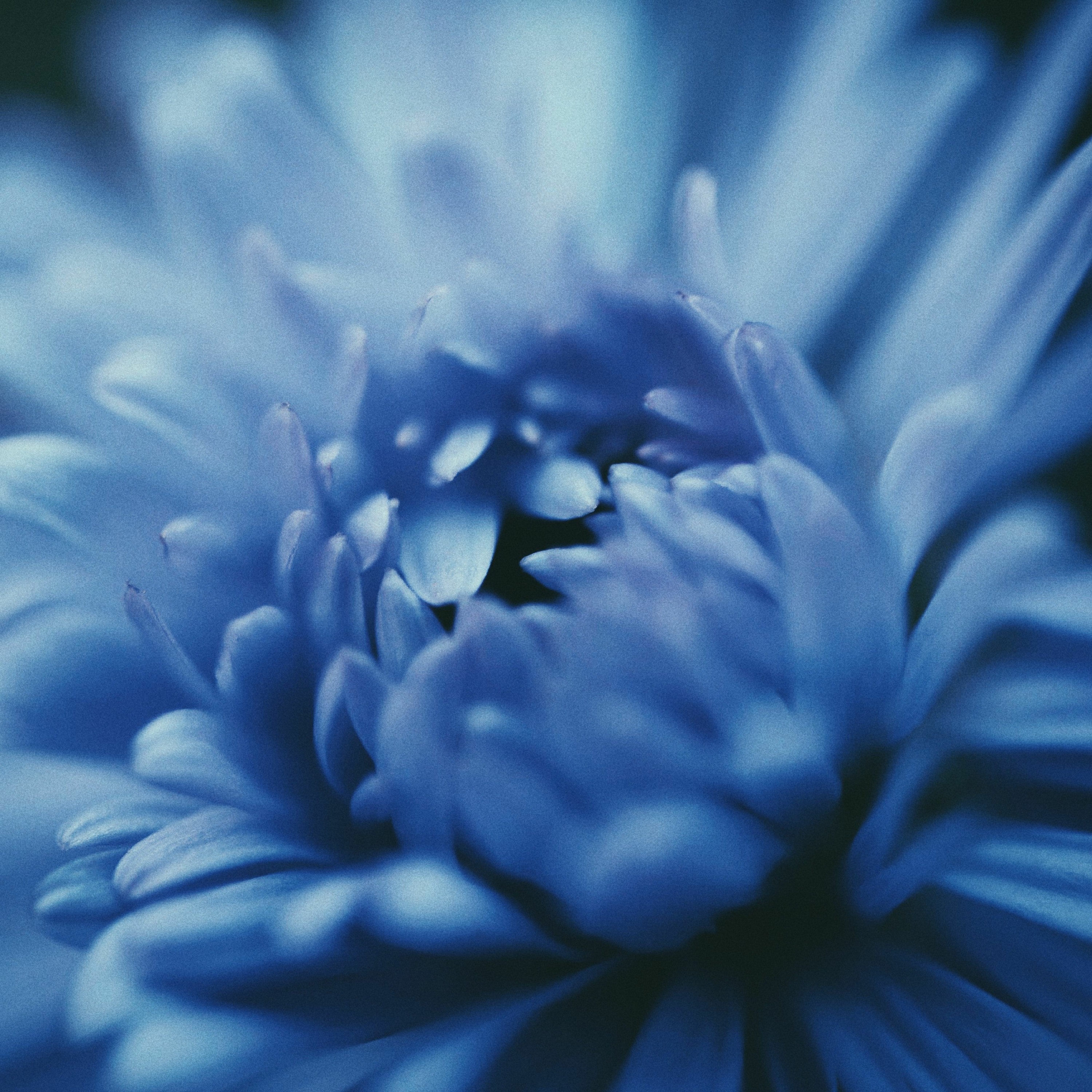 Rise And Blossom