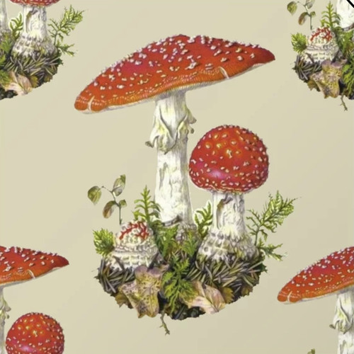 Amanita muscaria