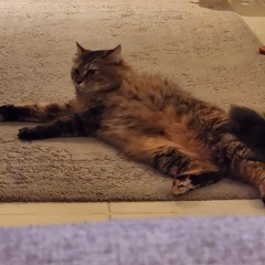 قطة رخمه - (نسخة للأطفال).mp3