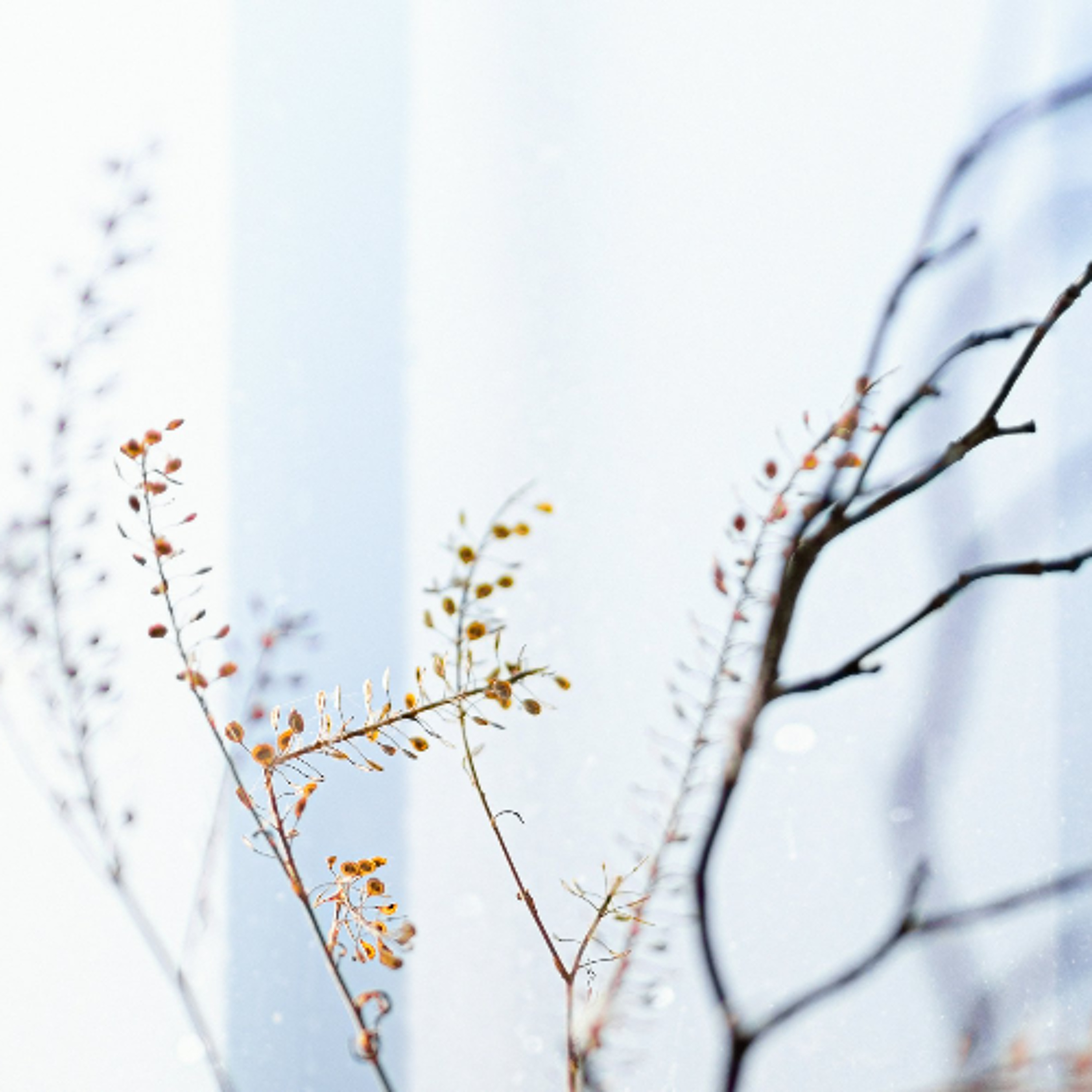 Ep. 545 Meditazione anapanasati gioia e pace e calma