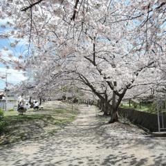 エレクトロ花見 Electrohanami