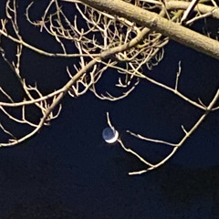 non so che fare (demo)