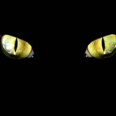 DEADNOISE - MY CATS FAVORITE TRACKS