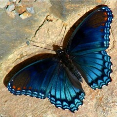 SET 416  -  BAIAS  -   Butterfly Deffect
