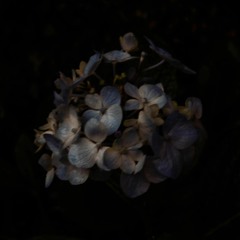 Chrysanthemum Wound