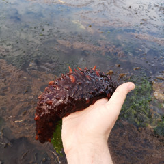Teale Phelps Bondaroff - Sea Cucumber Crime