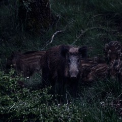 Evening in the Pine Forest - Wild Boar & Tawny Owl (Andalucia, Spain)