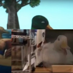 ducks rotate but they disappear? respond to VIOLET W send for DJ NHK GUY, dj  printgocco, 7777777